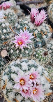 Preview: Turbinicapus saueri ssp. nillissae